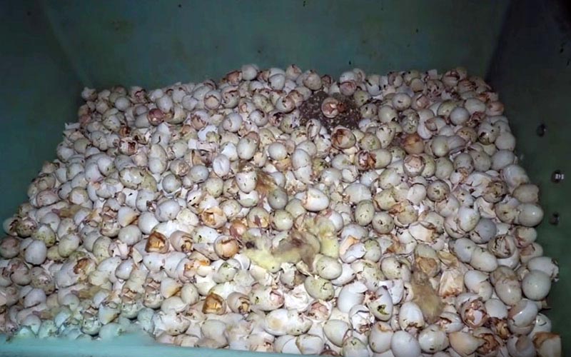 View of a large bin filled with a vast quantity of empty eggshells.