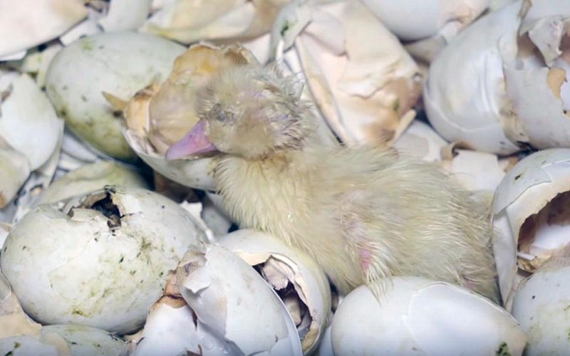 A young duckling lying amidst numerous broken eggshell fragments.