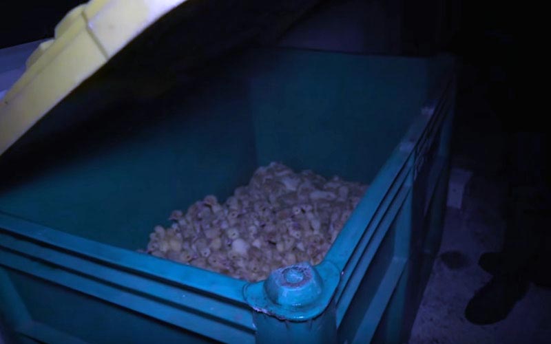 A large, partially open green plastic bin containing numerous crowded ducklings.