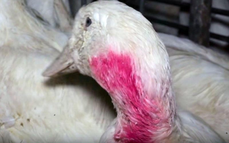 Close-up of the head and plucked or irritated neck of an adult duck.