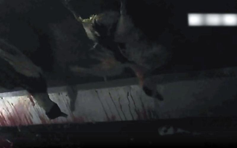 Ducks hanging by their legs above a blood-stained surface in a slaughterhouse.