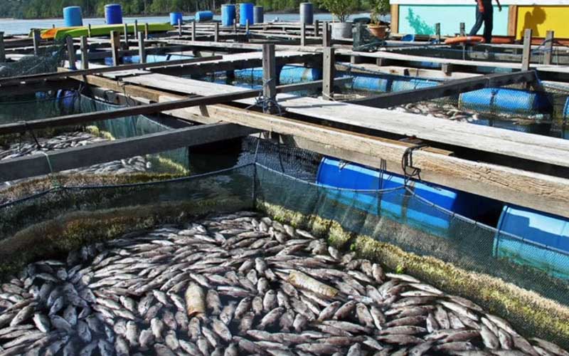 Dead fish floating on the surface of open-air aquaculture enclosures.
