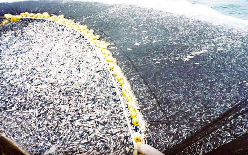 A large quantity of fish caught in a fishing net at sea.
