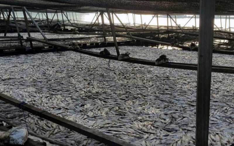 An overview of farming tanks filled with a large number of dead fish.