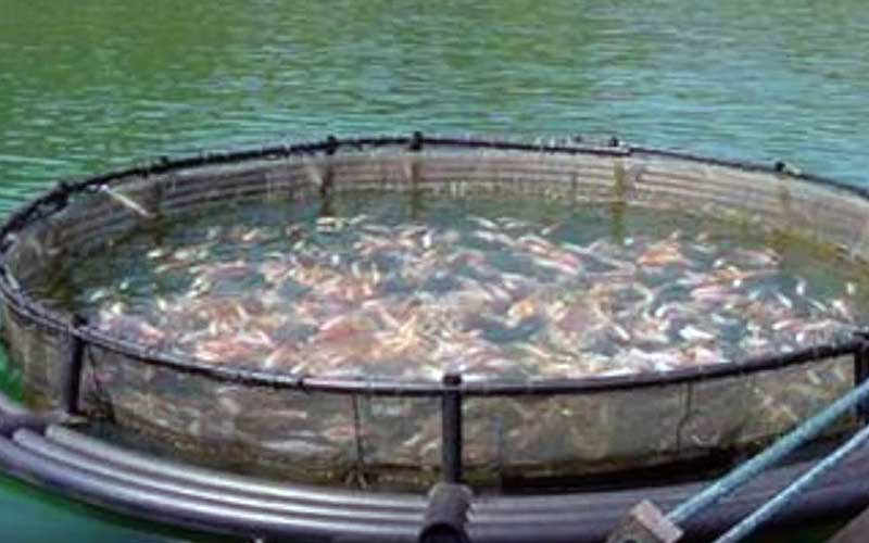 A circular aquaculture enclosure in an aquatic environment with fish swimming inside.