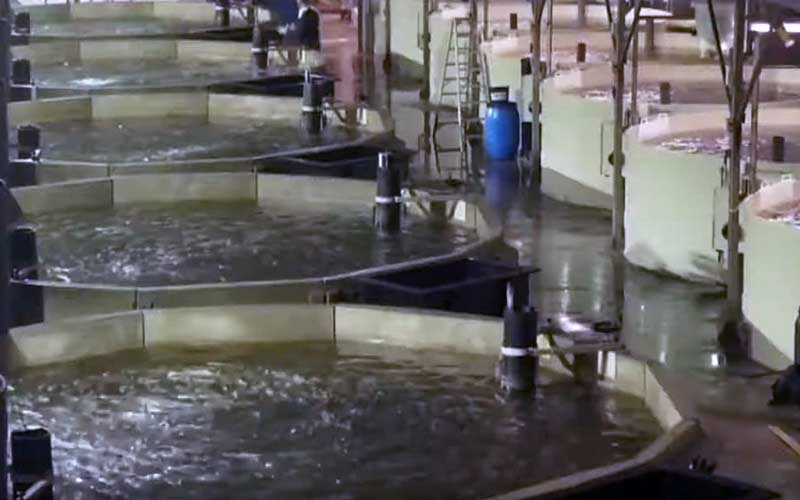 An indoor aquaculture facility with several aligned circular tanks.