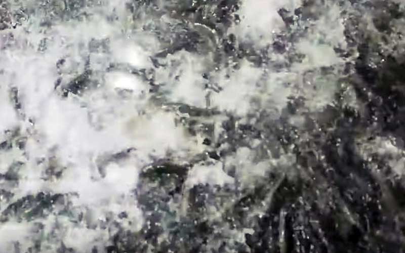 A close-up view of numerous live fish crowded together in a restricted space.