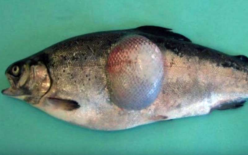 A fish showing a large abnormal swelling or tumor on its flank.