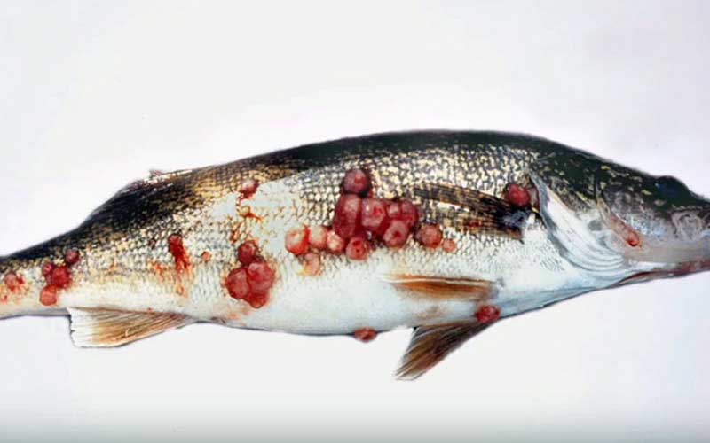 A fish with multiple red lesions and growths all over its body.