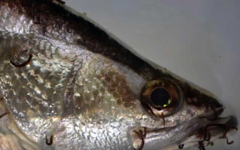 A close-up of a fish head infested with numerous external parasites.