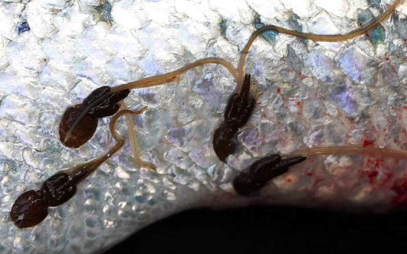 A macroscopic view of parasites attached to the skin and scales of a fish.