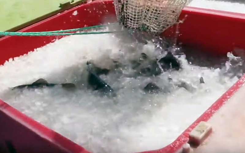 A red container filled with ice and fish thrashing vigorously.