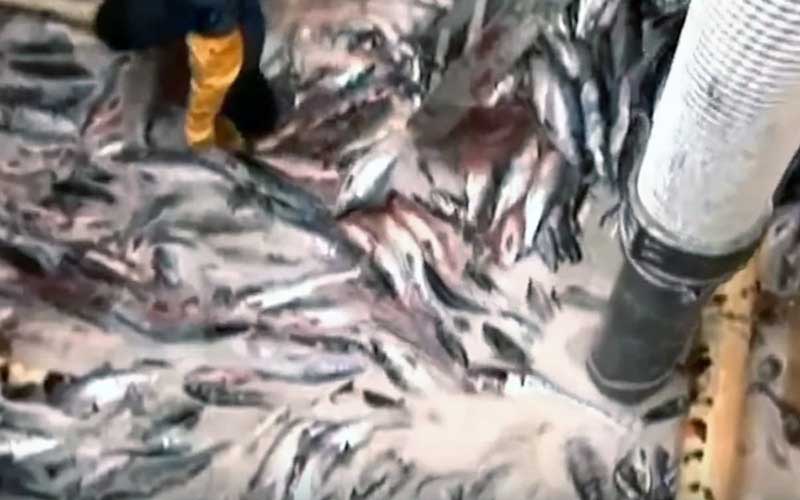 A large mass of fish piled up and handled in a processing facility.