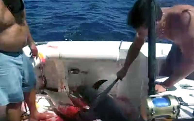 A scene on a boat showing captured and bloody fish on the deck.