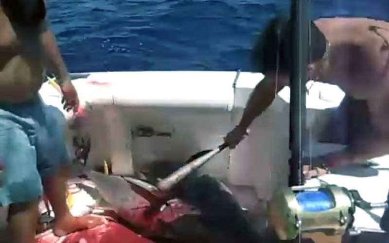Another view of the scene on the boat showing a captured fish being struck.