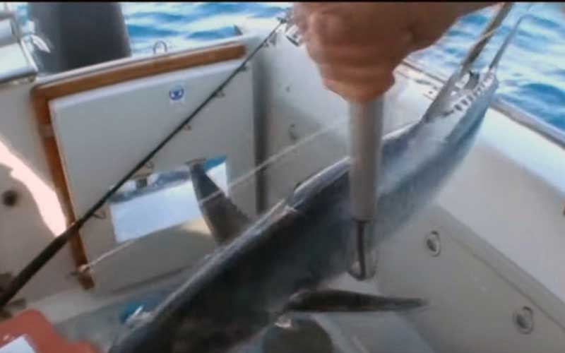 A person handling a suspended fish aboard a vessel.