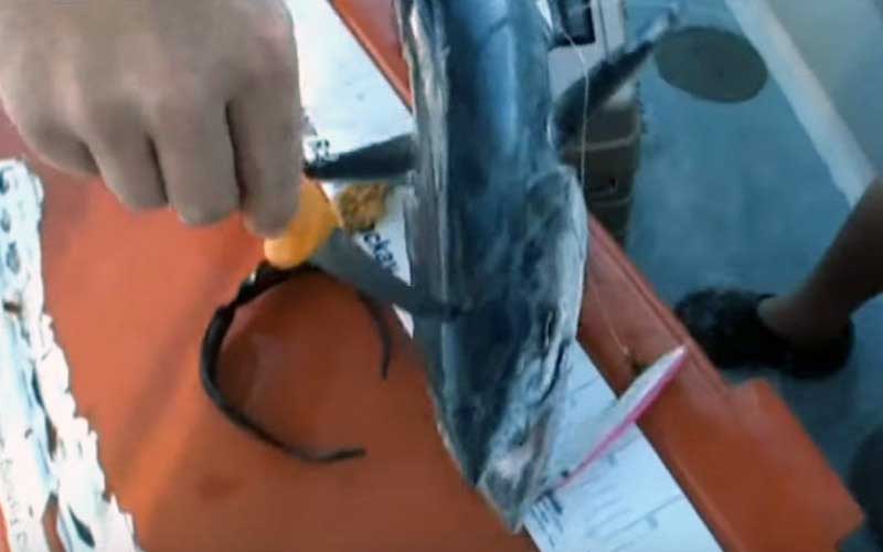 A close-up of a person slicing or cutting a fish on a surface on board.