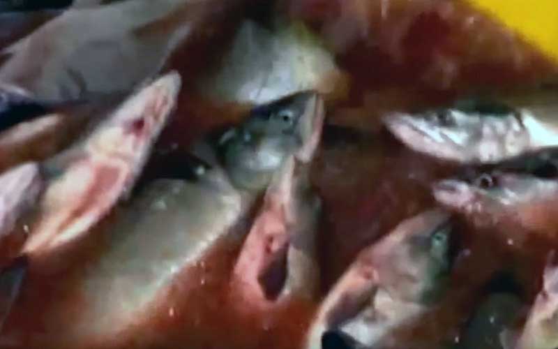 A basin filled with gutted fish immersed in a bloody red liquid.