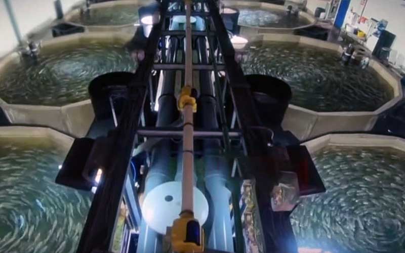 An overhead view of an industrial aquaculture facility featuring multiple circular tanks.
