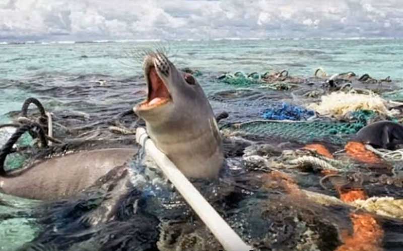 A seal trapped and entangled by plastic debris and fishing nets in the water.