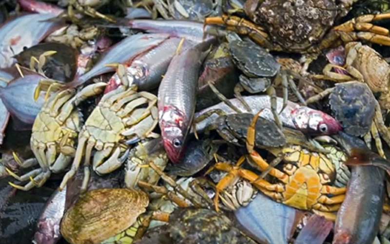 A pile of captured fish and crabs heaped together.