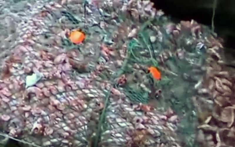 A close-up of a fishing net covered with a multitude of small shells or marine organisms.