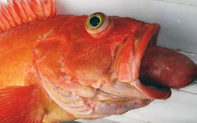 Close-up of a red fish's head with a parasite or foreign object emerging from its mouth.