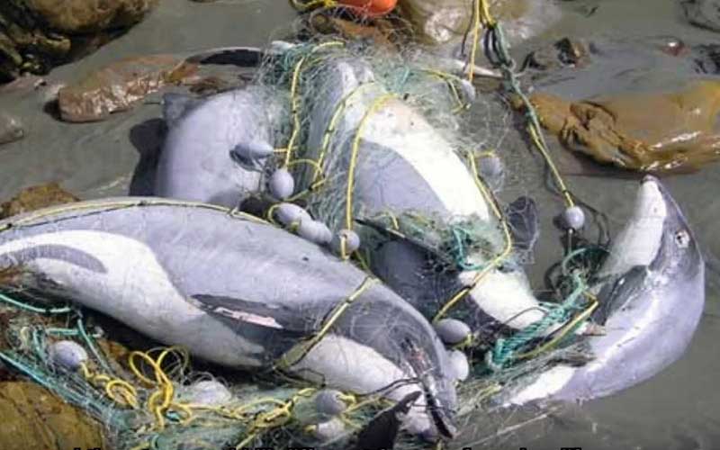 Several dolphins entangled and trapped in fishing nets on a shore.