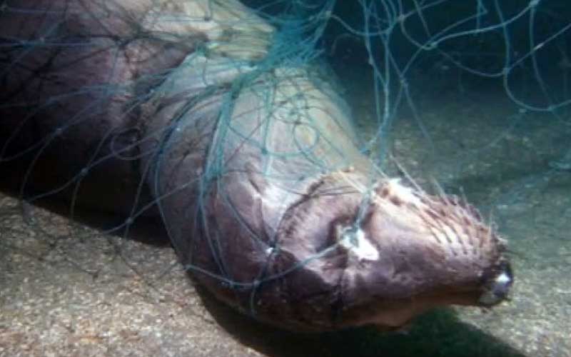A seal heavily entangled and trapped in an underwater fishing net.