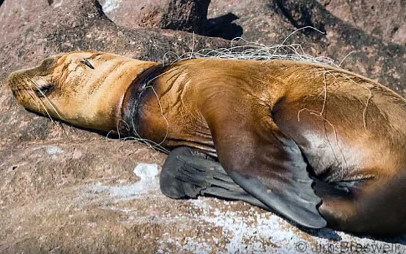 A sea lion or seal resting on rocks with debris or a line tightly wrapped around its neck.