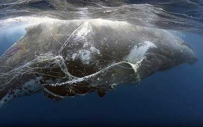 A large whale swimming at sea, entangled in fishing nets and lines.
