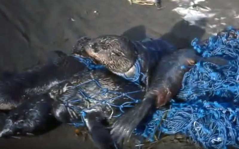 Several sea lions or seals clustered on a beach, entangled in blue fishing nets.