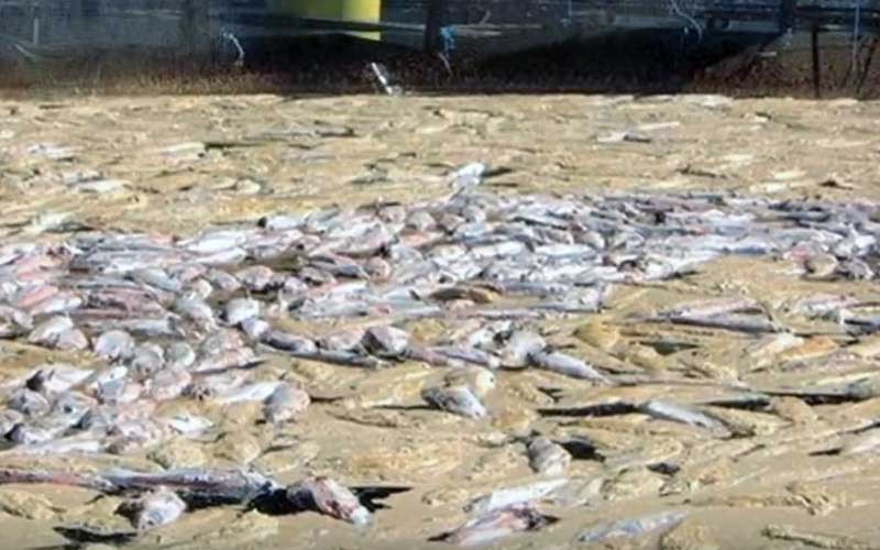 A large number of dead fish washed ashore and amassed on a coastal or sandy area.
