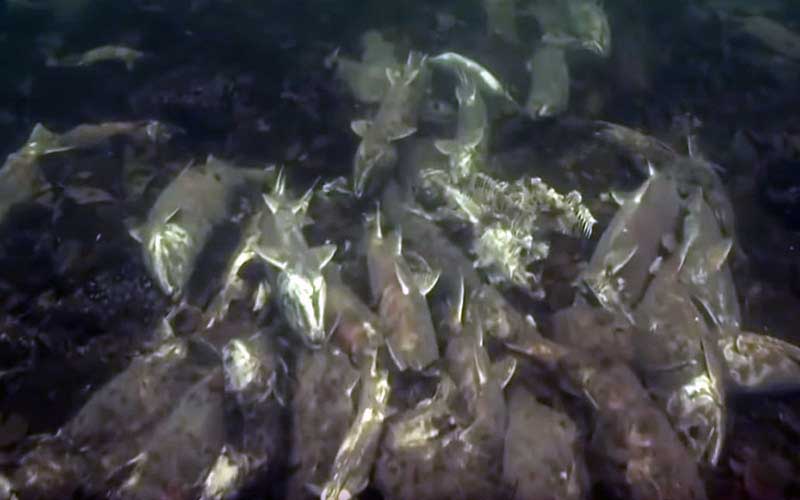 An underwater view of a large quantity of dead fish or carcasses resting on the seabed.