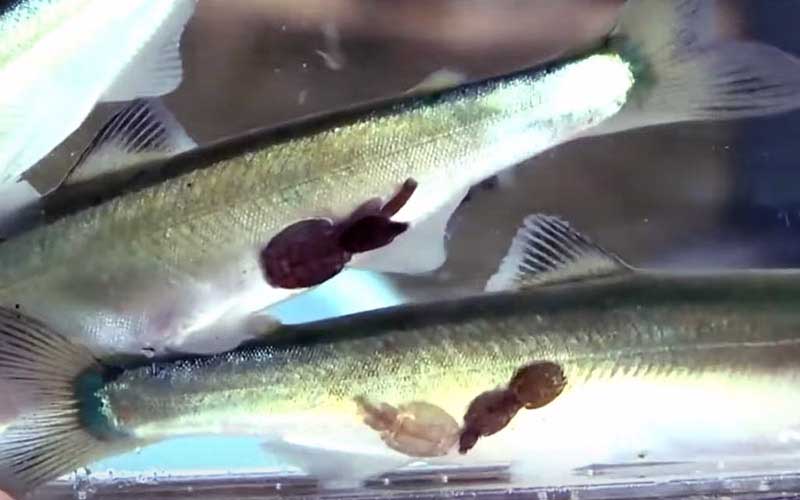 Two small fish with external parasites attached to their bellies in a tank.