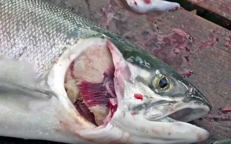 A partially gutted salmon showing its gills and internal structure on a wooden surface.