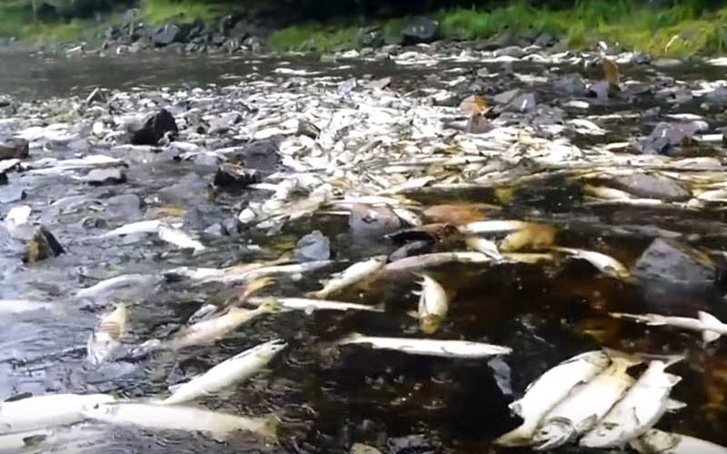A shallow river filled with a large number of dead salmon washed up.