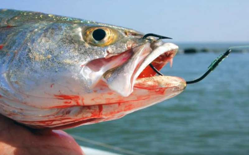 A caught fish with a hook embedded deep in its jaw and visible blood.