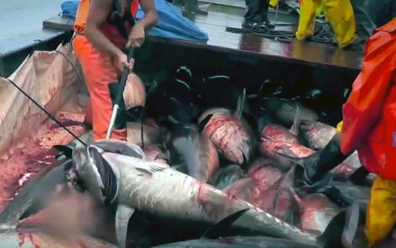 Fishermen on a boat handling a large quantity of piled, bloodied large fish.