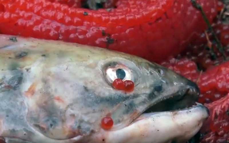 A close-up of a dead fish's head surrounded by red eggs.