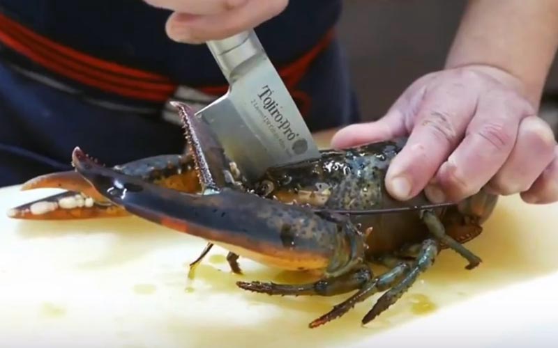 A person using a knife to cut a live lobster on a cutting board.