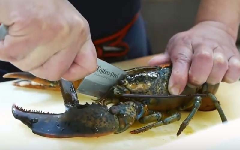 A close-up showing the blade of a knife inserted into a lobster's head.