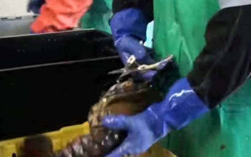 A person wearing protective rubber gloves handling a live lobster.