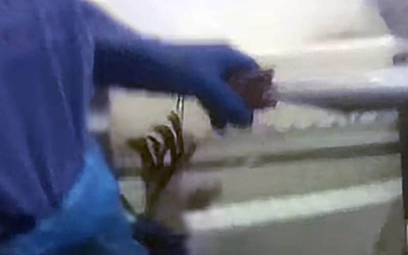 A person wearing blue gloves holding a live lobster.