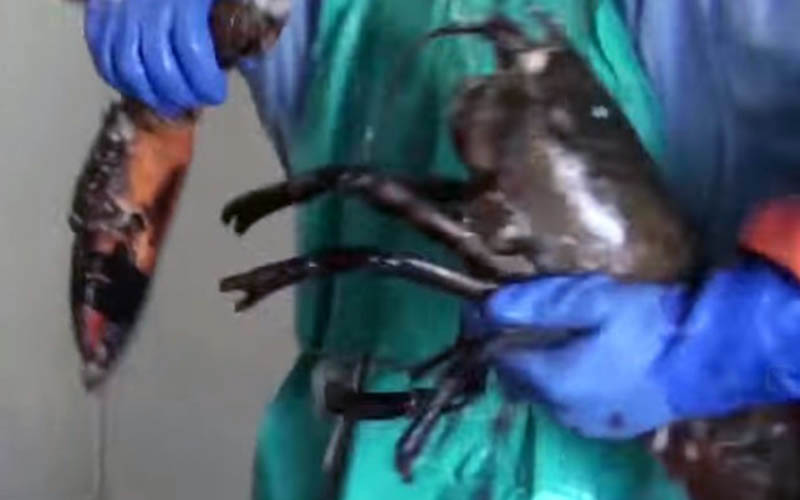 A person wearing an apron and gloves handling a live lobster with bands on its claws.