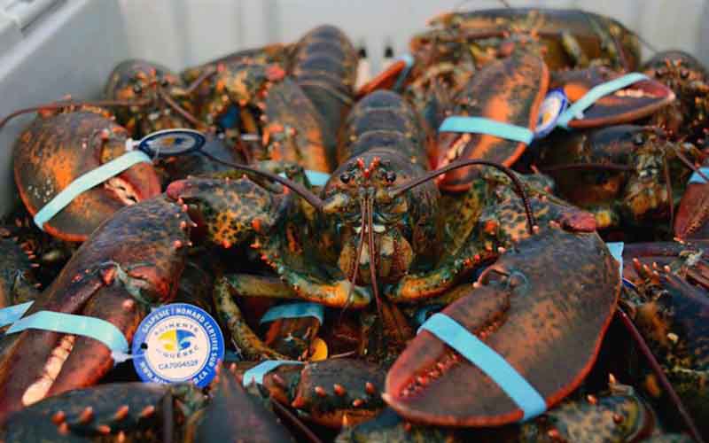 Several live lobsters with their claws bound by bands in a container.