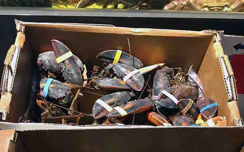 A cardboard box filled with lobster claws fitted with rubber bands.