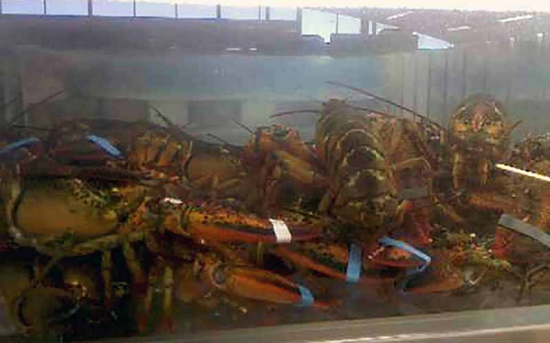 Many live lobsters crowded together in a tank or pool of water.