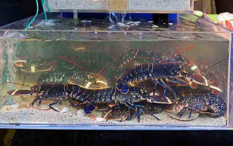 Several lobsters in an aquarium with a sandy bottom.