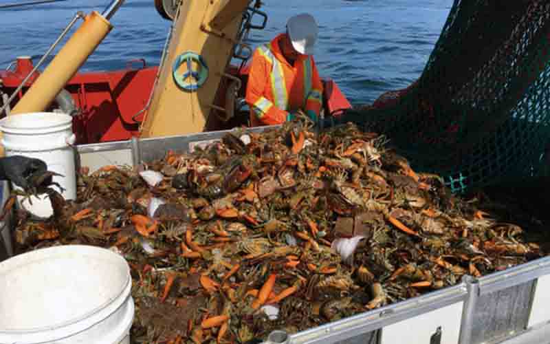 A fisherman on a boat sorting a catch of lobsters in a large container onboard.